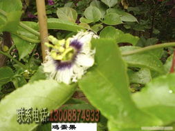 深圳園林與綠植租擺服務(wù)全解析 從花卉公司到一體化解決方案