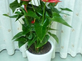 廣州天河專業(yè)租花 一站式花卉綠植租借，價(jià)格透明，免費(fèi)送貨，服務(wù)至上