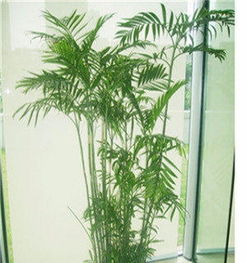 寧波綠植租賃 打造綠色空間，提升生活與辦公品質(zhì)