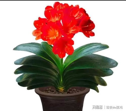 四季常青，福澤滿堂 這4種好養(yǎng)又吉利的綠植，點(diǎn)亮家居新氣象