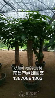 南昌專業(yè)花卉綠植租賃 打造靈動(dòng)辦公與生活空間