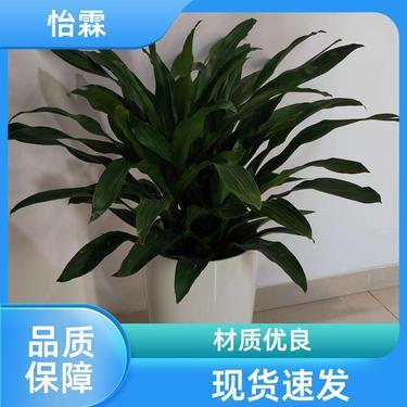 綠意盈門 北京花卉苗圃基地批發(fā)與租借服務詳解