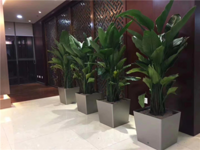 辦公環(huán)境美化首選 虹口區(qū)開業(yè)綠植花卉租賃養(yǎng)護服務